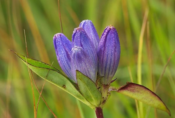 Canada-Manitoba-Tall-grass Prairie Preserve Closed gentian flower close-up